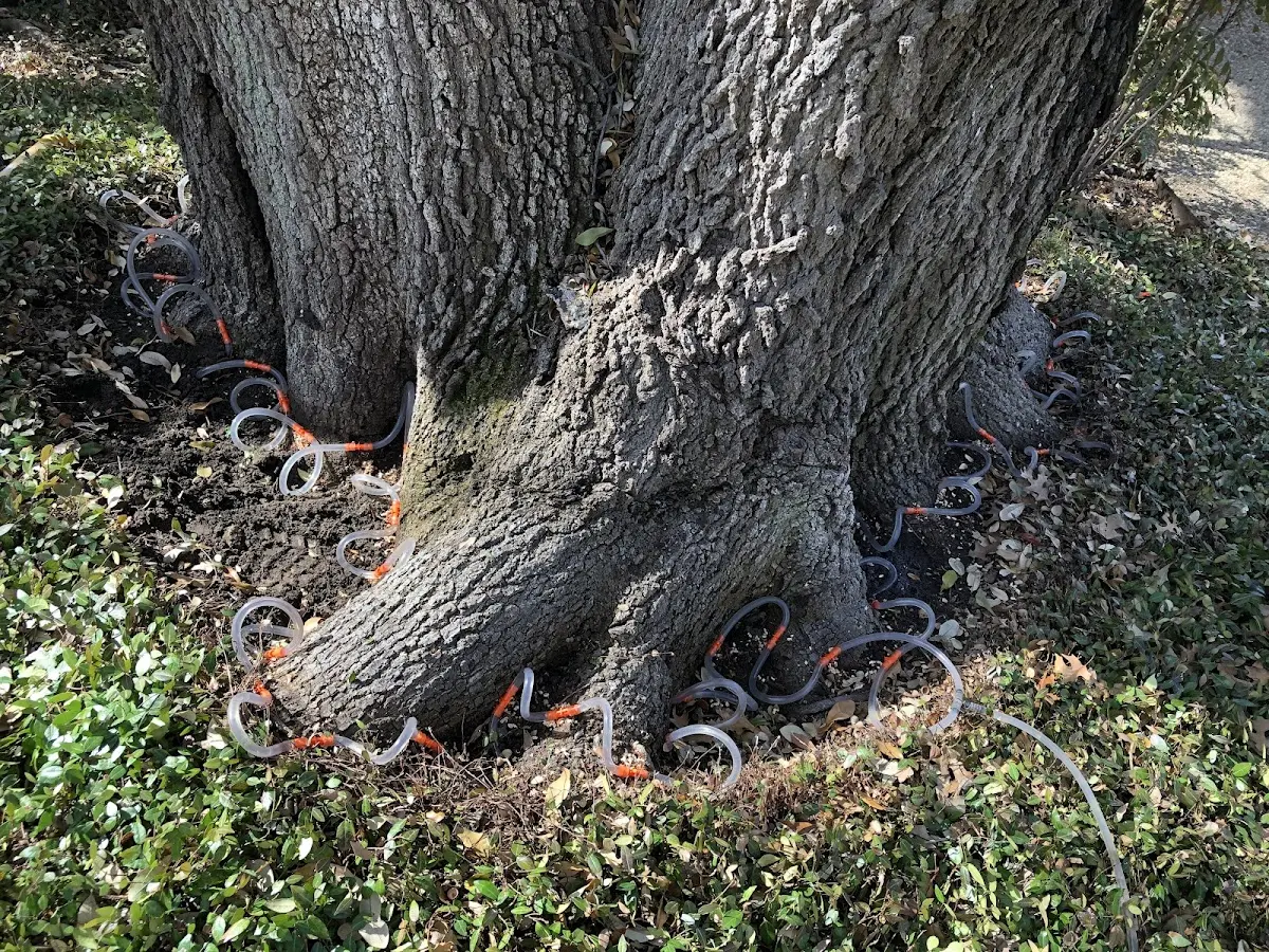 Detailed Tree Cabling and Bracing job site in Stanwood